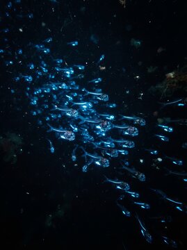 Eerie blue glow of ghostly deep sea lanternfish illuminated by bioluminescence in the dark depths