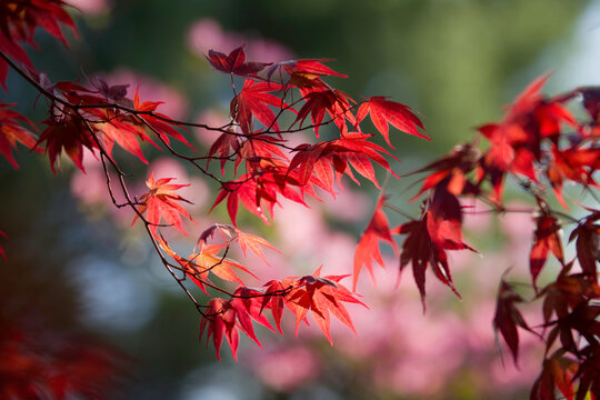 Japanese Maple Foliage, New England