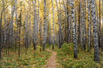 Fototapeta premium A path in the birch forest in autumn