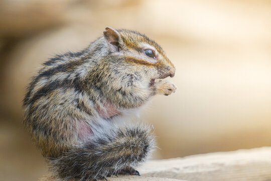 シマリス