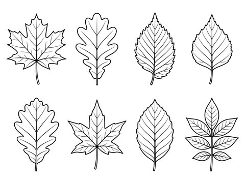 Minimalist autumn leaf line art set, black and white tree leaves vectors, botanical foliage outline collection for craft design
