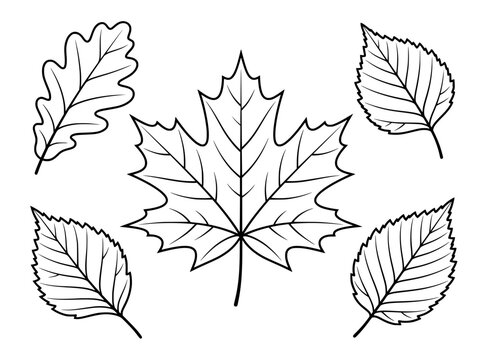 Autumn leaf line art vector set, black and white tree foliage outlines, maple and oak leaves coloring page graphic