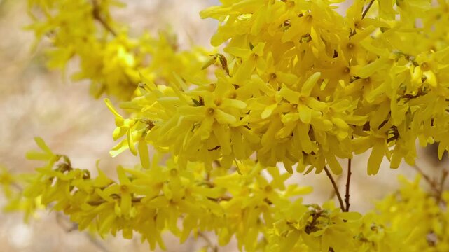 Bright yellow flowering forsythia branches in a spring garden.