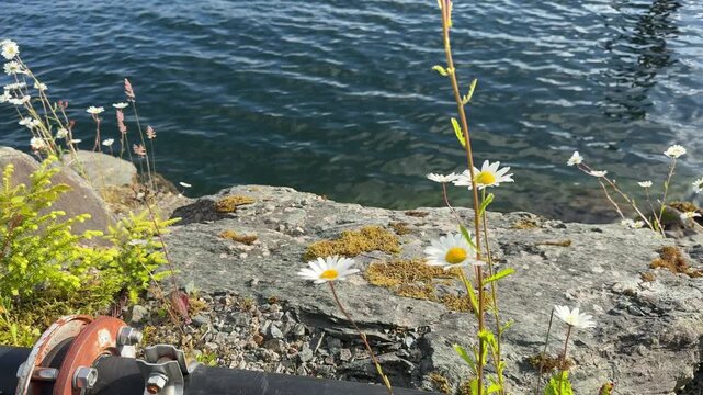 Wild white daisies growing on a rocky shoreline, hand-held shot.