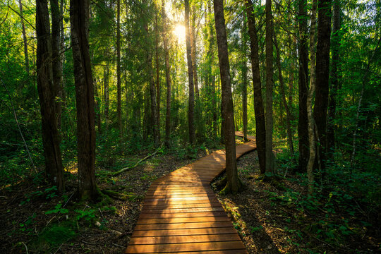 An eco‑trail in the forest. A summer forest landscape with a wooden, winding pedestrian path running among the trees. A pedestrian ecological route designed for walks and active recreation in nature.