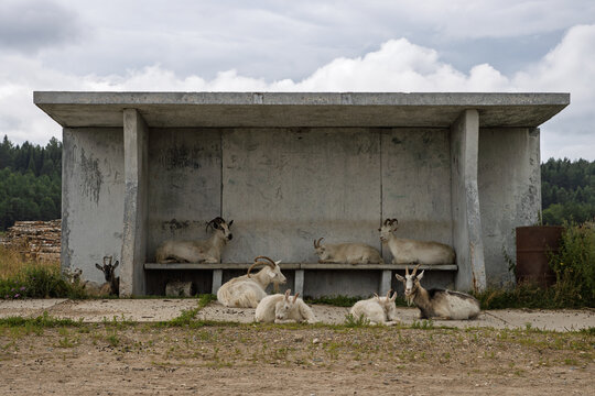 Domestic goats lie near a bus stop in the countryside. Several goats are sitting on a bench under a canopy. Funny animals and everyday life. Berezovka village, Vologda region, Russia.