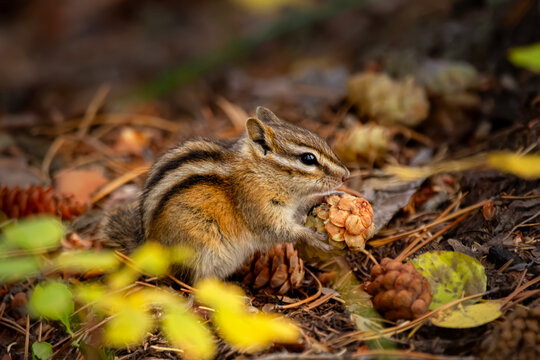 Cute little least chipmunk is sitting under the tree in the forest floor and eating spruce cone, autumn coniferous woodland.
