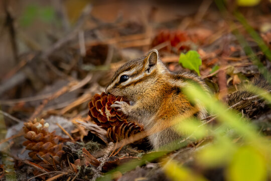 Cute little least chipmunk is sitting under the tree in the forest floor and eating spruce cone, autumn coniferous woodland.