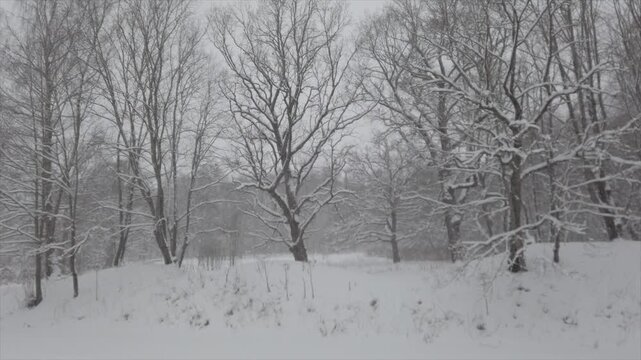 Snow falling in quiet winter forest