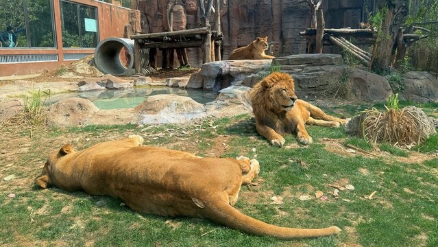 lioness sleeping in front of the lion in the afternoon, wide shot of lions habitat inn the zoo