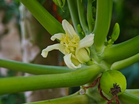 Papaya tree flowers blooming naturally.