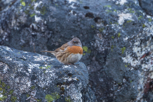 Robin Accentor (Prunella rubeculoides) standing on a large rocky slope in its natural Himalayan habitat. The mountain bird is captured among rugged rocks, highlighting its distinctive plumage 