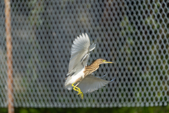 Indian Pond Heron (Ardeola grayii) flying past a wire fence in an urban habitat. The wetland bird is captured in mid-flight against a human-modified environment
