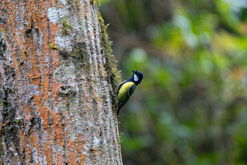 Green-backed Tit (Parus monticolus) searching for food along tree bark in its natural Himalayan forest habitat.  © Ganga Raj Sunuwwar