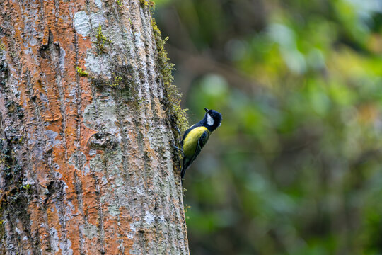 Green-backed Tit (Parus monticolus) searching for food along tree bark in its natural Himalayan forest habitat. 