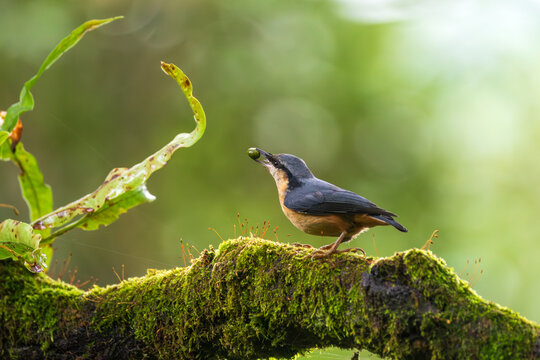 White-tailed Nuthatch (Sitta himalayensis) holding a fruit in its beak while perched on a tree branch in its natural Himalayan forest habitat. 