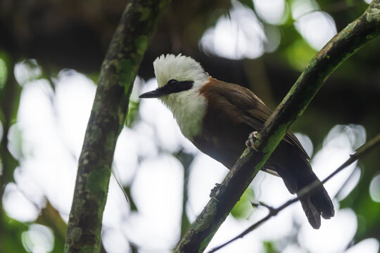 White-crested Laughingthrush (Garrulax leucolophus) perched in its natural forest habitat, surrounded by dense vegetation.
