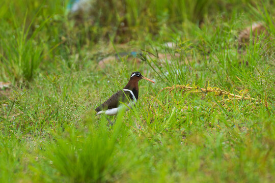 Greater Painted-snipe (Rostratula benghalensis) standing in its natural wetland habitat, surrounded by grasses and shallow water. 