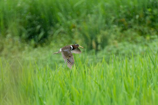 Greater Painted-snipe (Rostratula benghalensis) in flight over its natural wetland habitat, showing its distinctive plumage and broad wings. 
