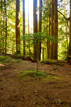 Mossy glowing lush woods at golden hour