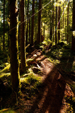 Path in mossy woods in summer 
