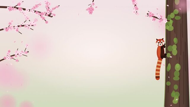 Red panda climbing mossy trunk among cherry blossoms seamless loop
