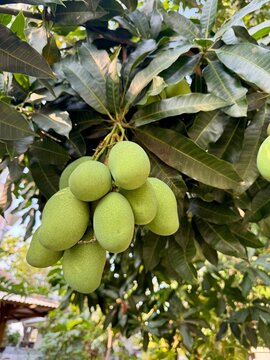 group of mango on the tree