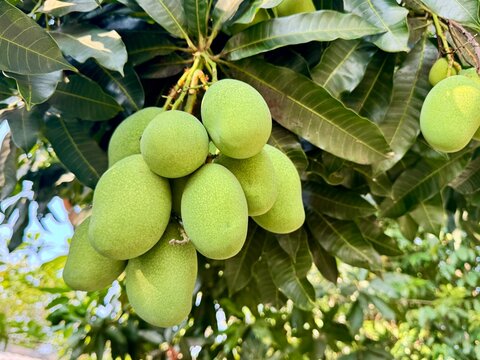 group of mango on the tree