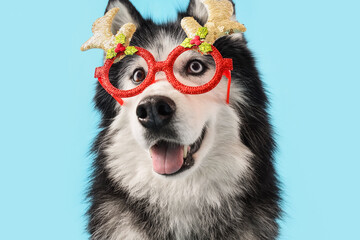 Christmas celebration and holiday spirit, husky dog wearing festive reindeer glasses on a blue background © Pixel-Shot