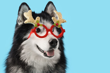 Christmas holiday celebration, husky dog wearing festive reindeer antlers and red glasses on a blue background © Pixel-Shot