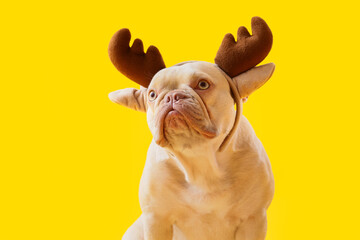 Christmas holiday celebration, french bulldog wearing reindeer antlers headband for festive winter season marketing on a bright yellow background © Pixel-Shot