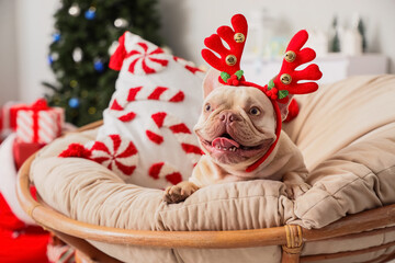 Christmas holiday celebration, French bulldog wearing reindeer antlers sitting in a cozy chair with festive candy cane pillows and tree © Pixel-Shot