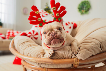Christmas holiday celebration, French bulldog wearing reindeer antlers headband sitting in a cozy chair at home with festive seasonal decorations © Pixel-Shot