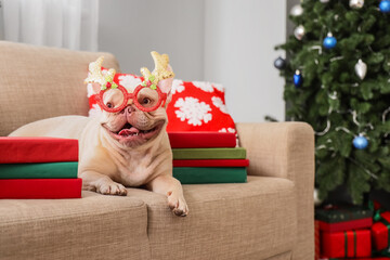 Christmas celebration and holiday joy, French bulldog wearing reindeer glasses sitting on a sofa with gifts and decorated tree in a cozy home interior © Pixel-Shot