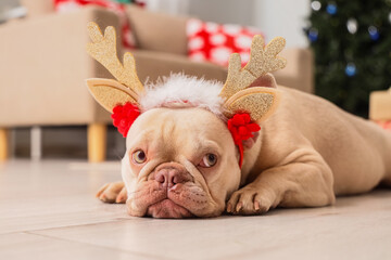 Christmas holiday humor, funny french bulldog wearing reindeer antlers headband lying on floor at home during winter festive season celebration © Pixel-Shot