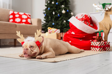Christmas celebration and holiday spirit, French bulldog wearing reindeer antlers lying on floor near presents and decorated tree in cozy living room © Pixel-Shot