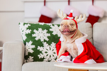 Christmas holiday celebration, funny French bulldog wearing reindeer antlers and Santa Claus cape sitting on a couch with festive winter home decor © Pixel-Shot
