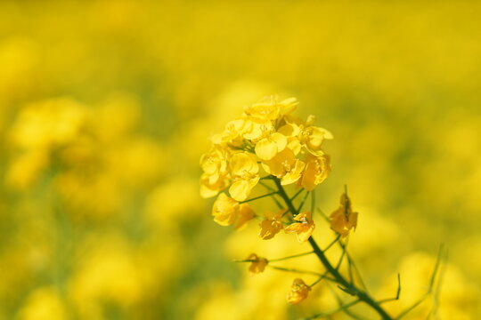 一面の黄色いボケの中に浮かぶ菜の花の花房とつぼみのクローズアップ