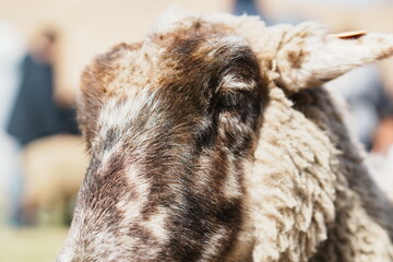 千葉県の牧場で茶と白のまだら模様の羊の頭を斜め上から写したクローズアップ