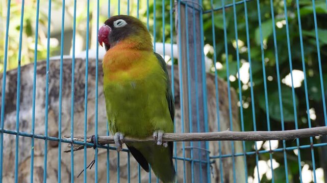 Green lovebird blinking slowly before a blue lovebird briefly lands and leaves