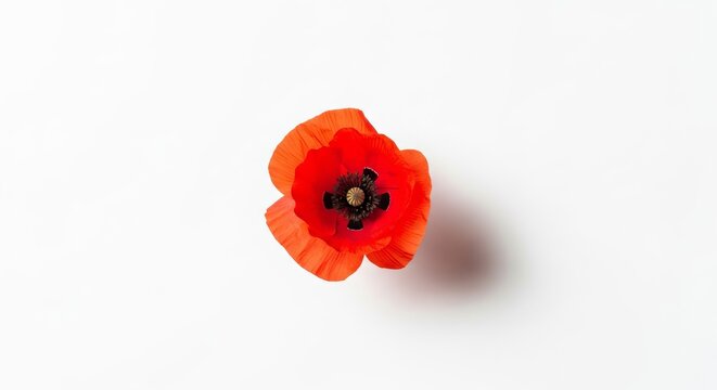 Vibrant Red Poppy Flower Isolated on a Clean White Background.