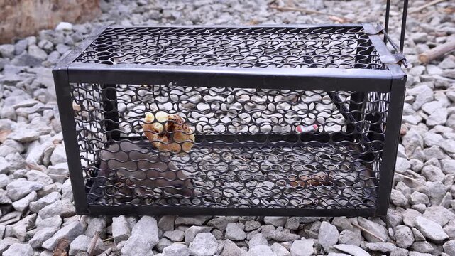 Perspective view of a live rat trapped in a metal wire cage on gravel
