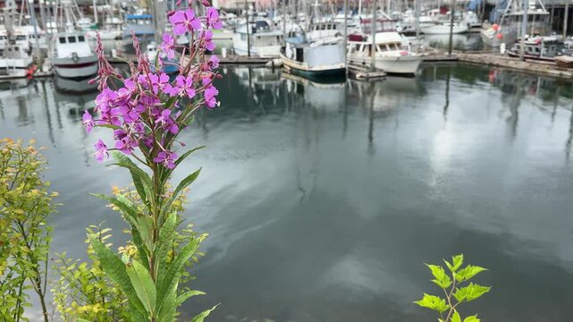Tall stem of pink fireweed flowers swaying gently, with rows of fishing boats and yachts docked in the blurry harbor background. 