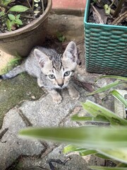 cat in the garden © Darshana