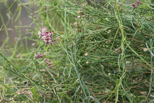 Hartweg Fringed Twinevine, Funastrum Cynanchoides Variety Hartwegii, a pleasing native synoecious perennial displaying cymose umbel inflorescences during early Winter in the Coachella Valley Desert.