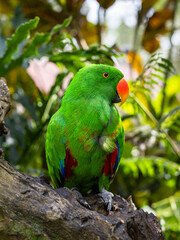 Obraz premium green winged macaw