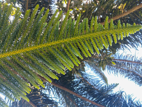 Close-up of green pine tree leaves or Norfolk Island pine branches with natural sunlight