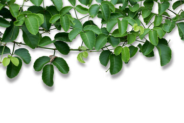 Creative layout made of leaves with card. Flat lay. Nature concept on white background. © Sirapob