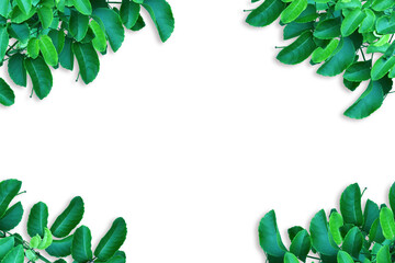 Beautiful green leaves background for wallpaper and backdrop on white background. © Sirapob