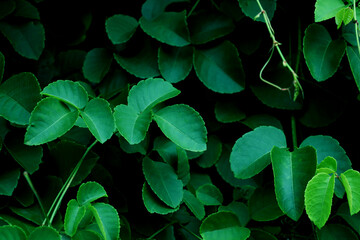 Tropical leaves, abstract dark green leaves texture, nature background and wallpaper concept © Sirapob